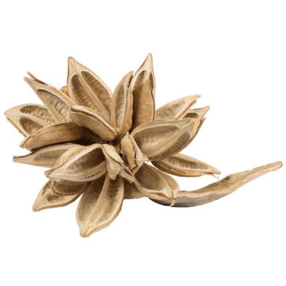 Vickerman Home Decor Star Pod 12-16", Extra Large